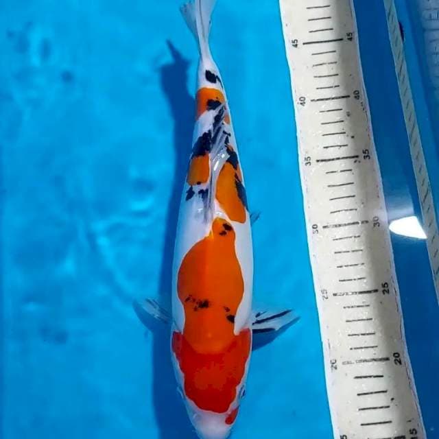SANKE DOITSU 32 CM