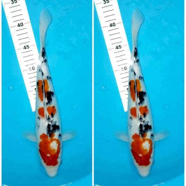 Sanke 37cm