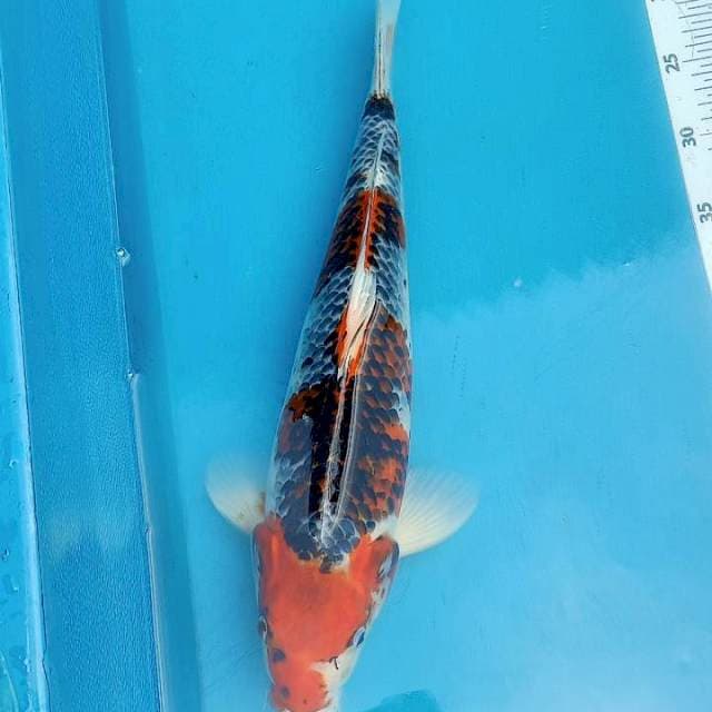 Kujaku 46cm