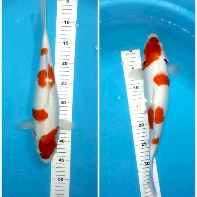 Kohaku 39cm