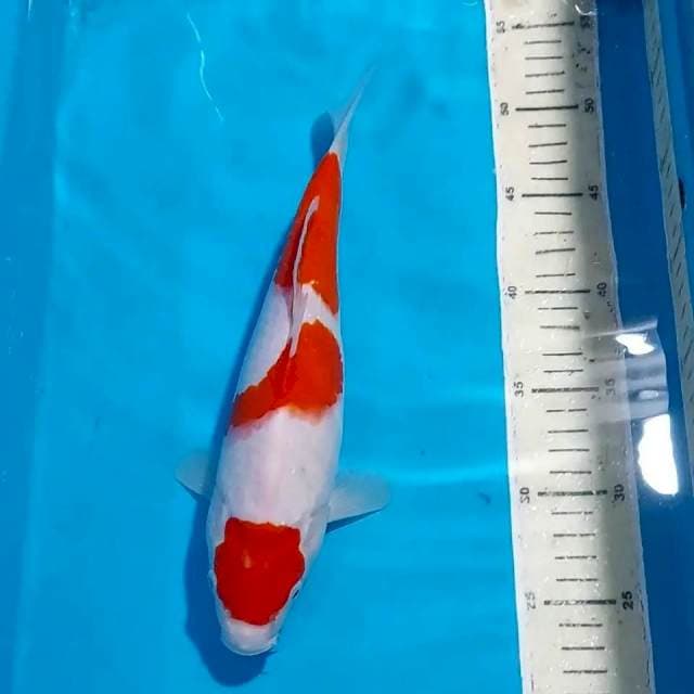 KOHAKU 29 CM