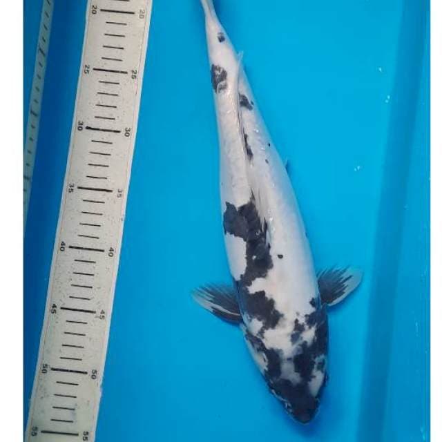 Shiro doit 40cm