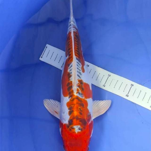 Kujaku Doitsu 37cm Juliete