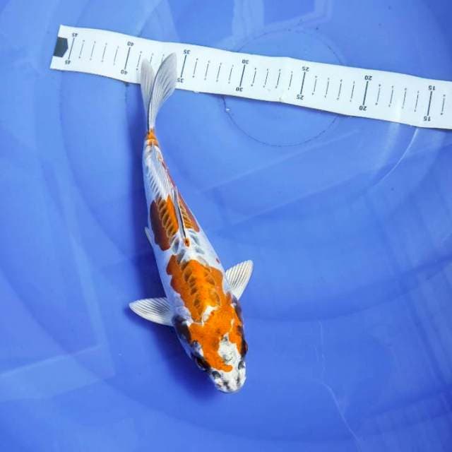 Romeo Kikkokuryu 27cm