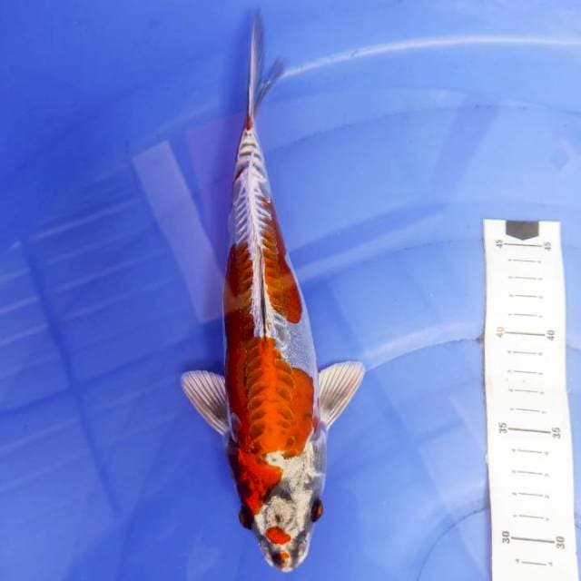 Romeo Beni Kikko 28cm