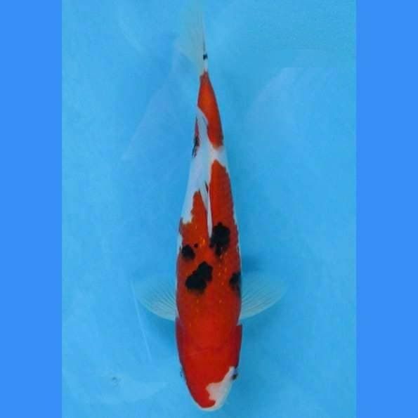 Near Koi - Taisho Sanshoku 22cm
