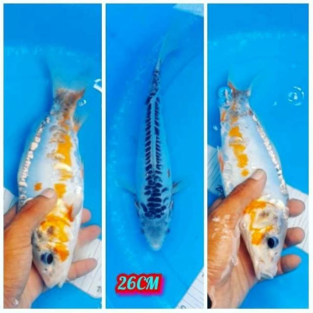 Hana Shusui 26CM