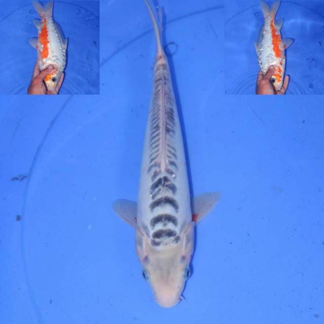 30cm SHUSUI