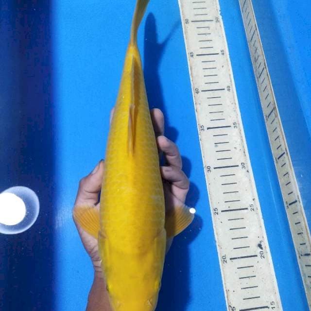 Karasi lemon f1 mata merah r0bu