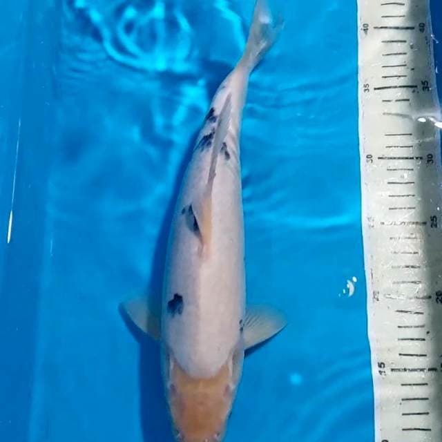 BEKKO 33 CM