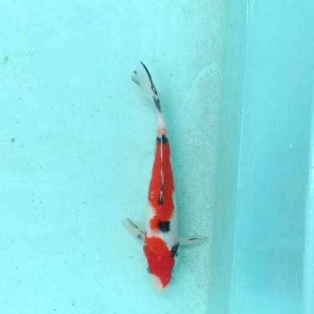 Sanke 26 cm
