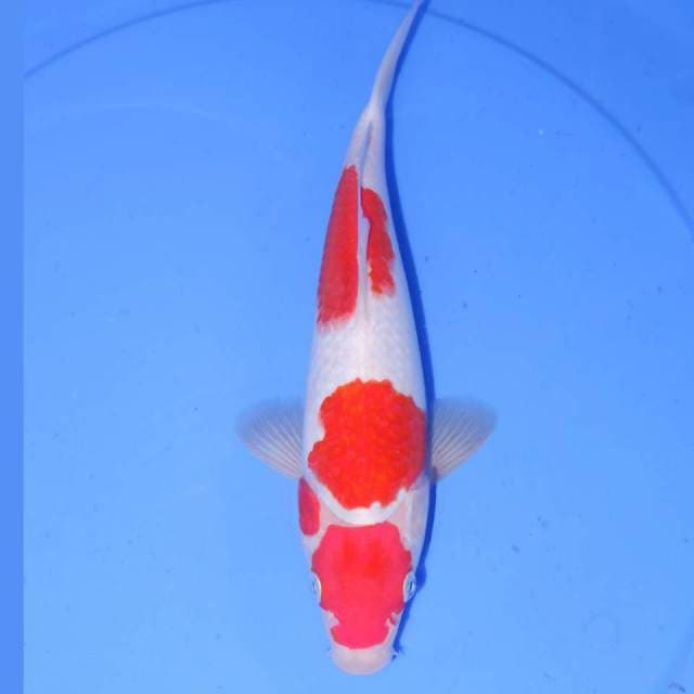 30cm KOHAKU APIK