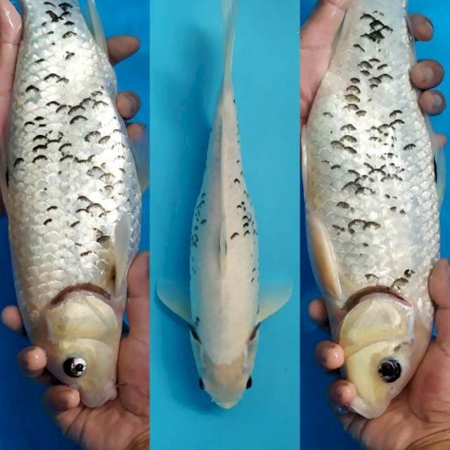 matsubawake 41 cm