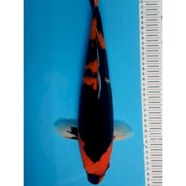 hi showa sumi tebal 40 cm