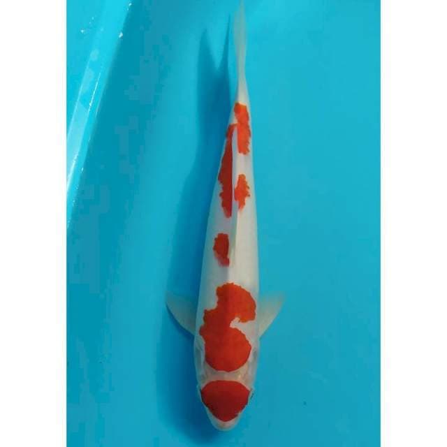 maruten kohaku 30 cm