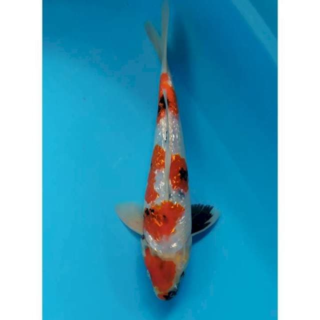 showa ginrin 31 cm