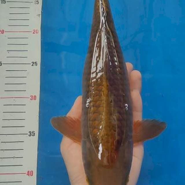 Cagoi tembaga