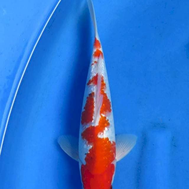 Ginrin 30cm