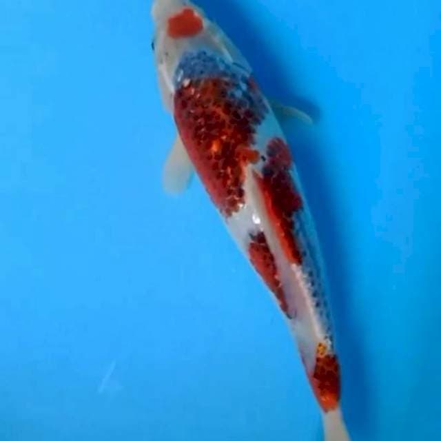 Maruten goshiki strong 35cm