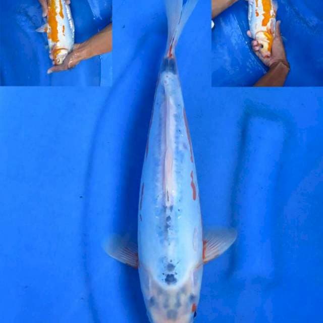 Sushui 35cm