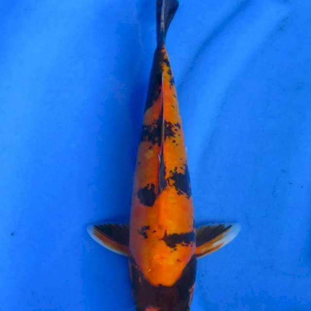 Utsuri doitsu 33cm