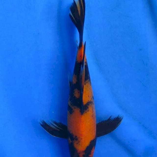 Utsuri 28cm