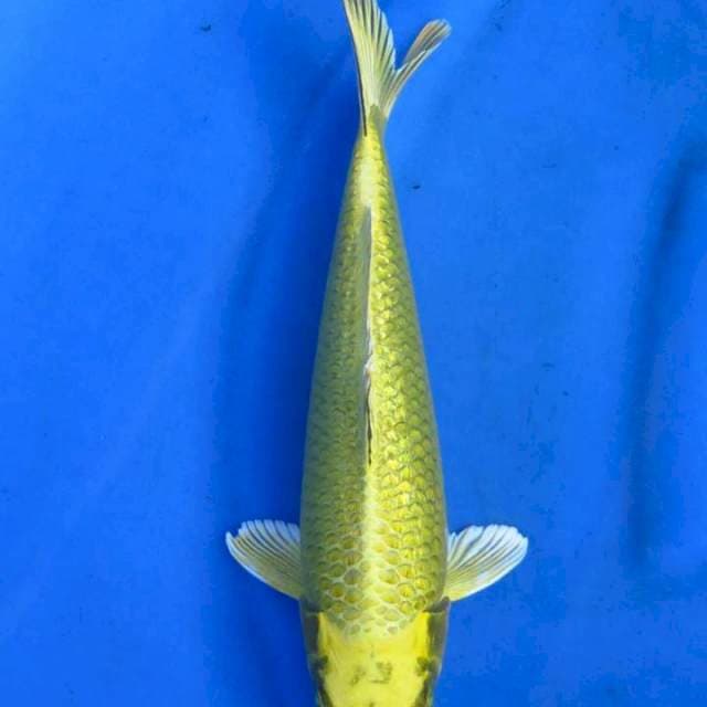 Ginrini 30cm