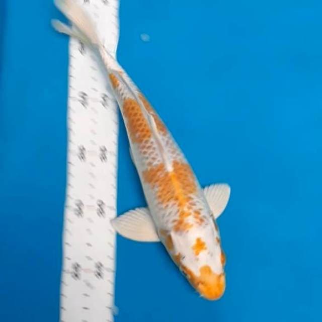 Hariwake 29cm
