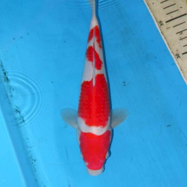 MIKOMI KOHAKU