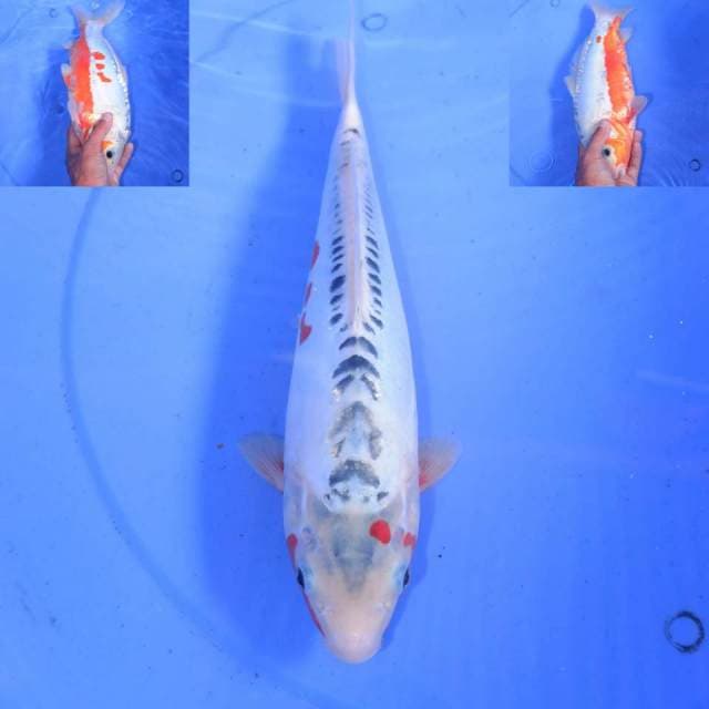 MIZUKO HANA SHUSUI 32cm