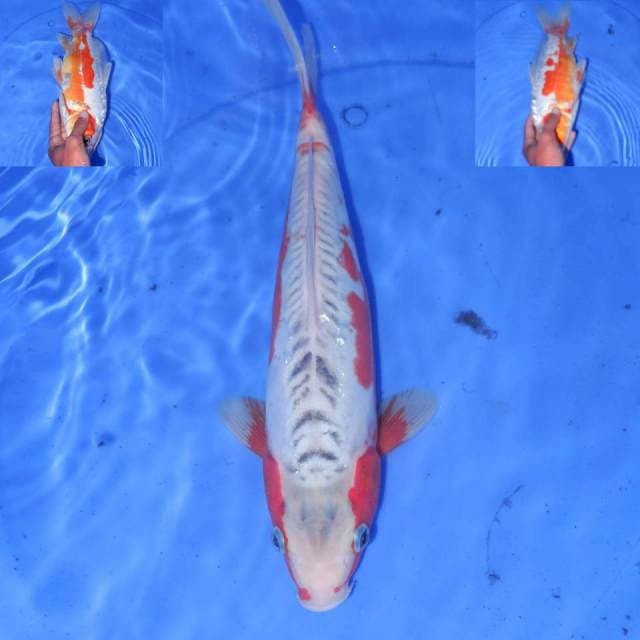 MOTOAKA HANA SHUSUI 32cm