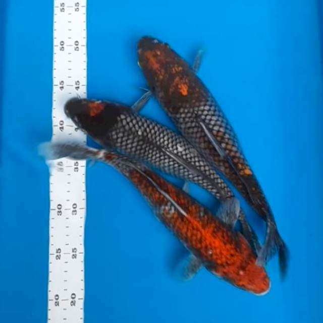 Paket matsukawabake 30-32cm