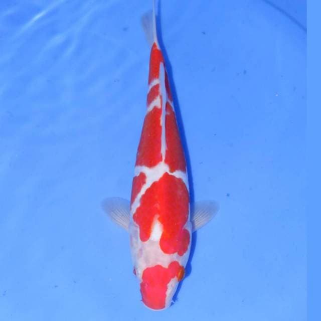 UTSUKUSHI KOHAKU