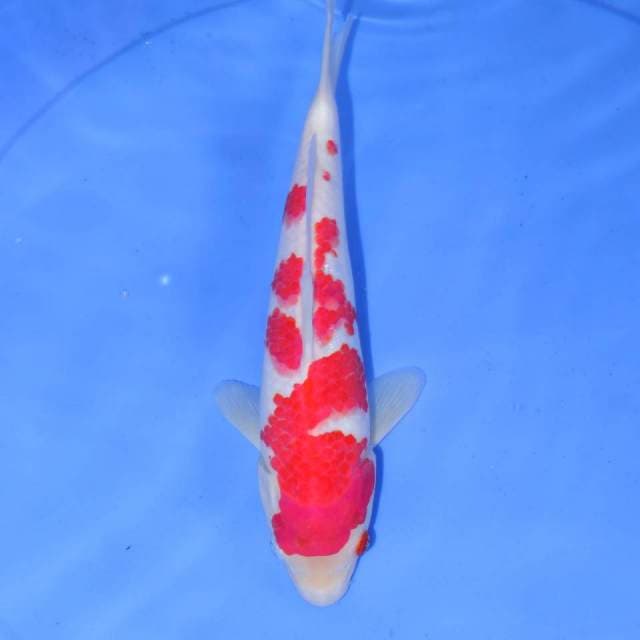 SAKURA KOHAKU