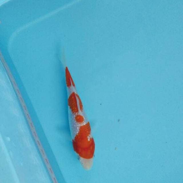 kohaku ginrin 15cm