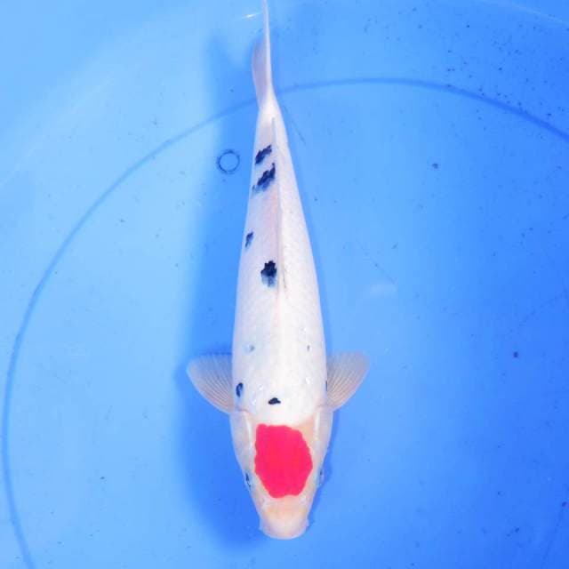 32cm TANCHO SANKE BAGUS