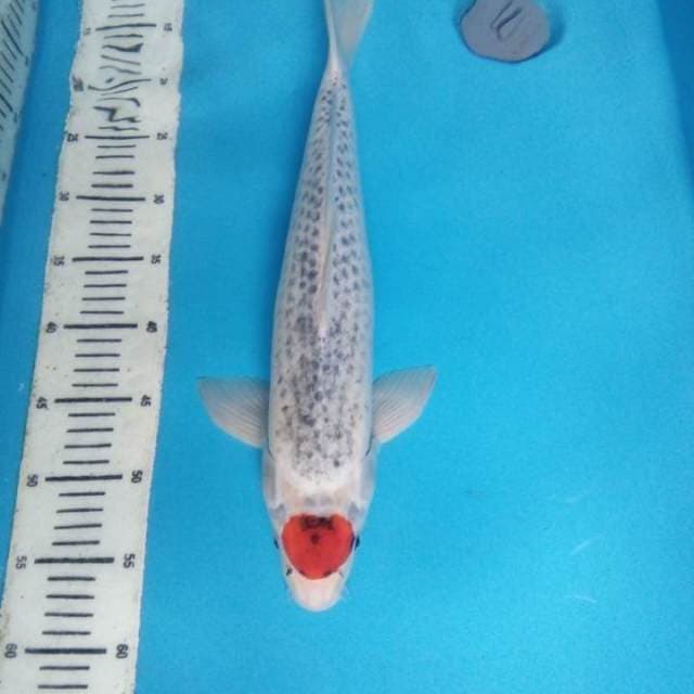 Tancho Gosiki 45 cm