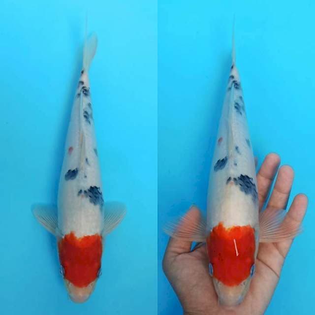Tancho sanke ori male 30+cm ( Spc. HUT RI ke-76 )