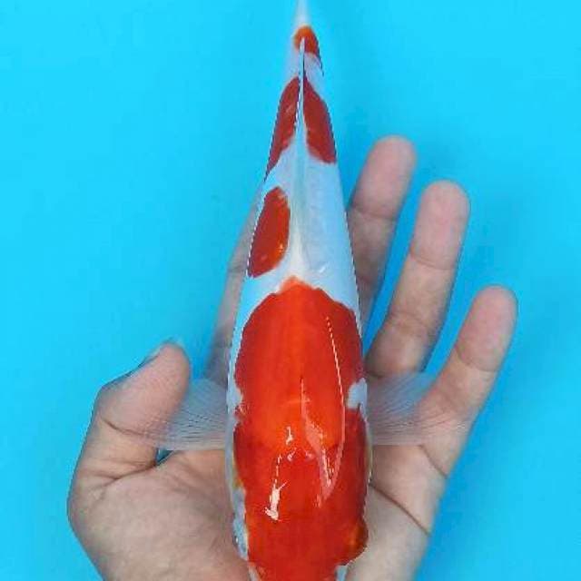 Kohaku doitsu 25cm