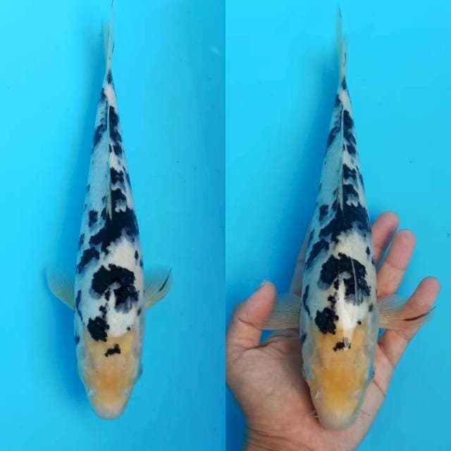 Shiro bekko gahar 29cm