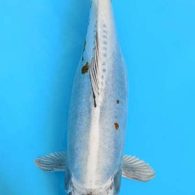 Jumbo kiko metalic 40bu