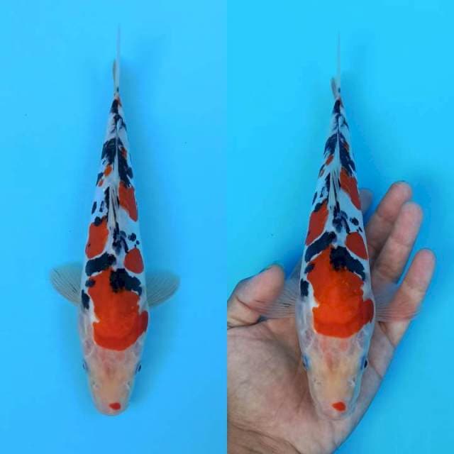 Doitsu sanke merona 24cm