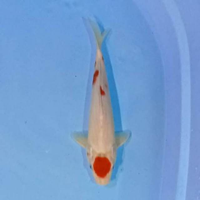 Kohaku hikari