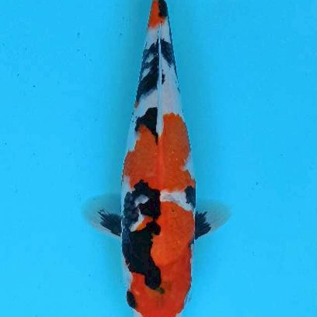 Super soft showa sanshoku 31cm