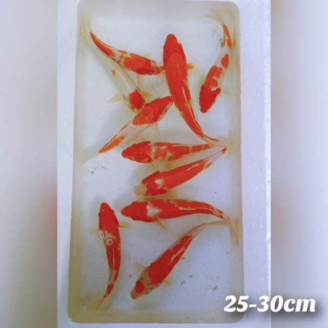 Kohaku 25-30cm
