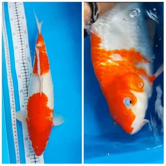 42CM Spesial Munuk Kemerdekaan