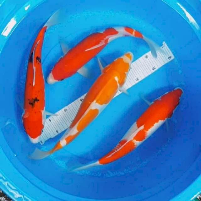 35 - 38CM Mix
