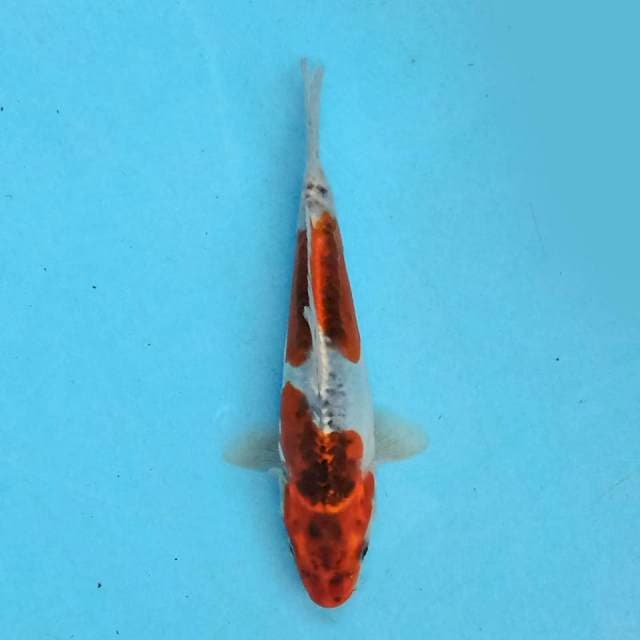 Kiko 20 cm