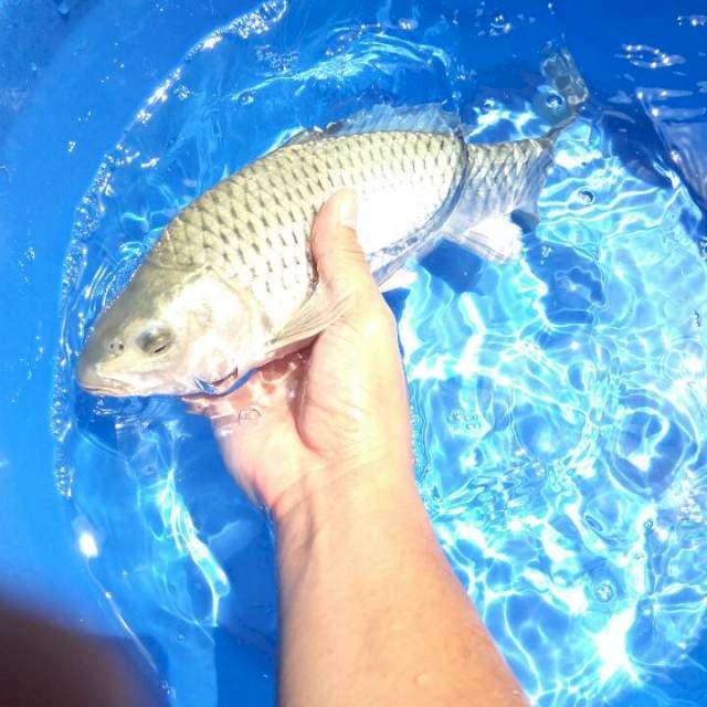 Soragoi Ginrin Munuk Male 30cm
