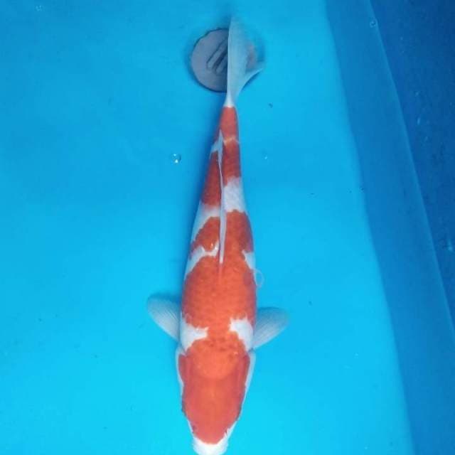 Kohaku 37 cm